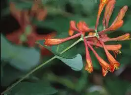 Photo of Lonicera x brownii (Lonicera x browniis)