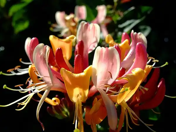 Фото Lonicera x heckrottii (Lonicera x heckrottiis)