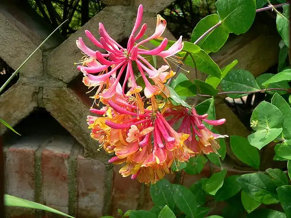 Фото Lonicera x heckrottii (Lonicera x heckrottiis)