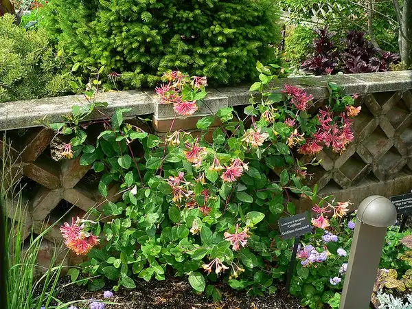 Фото Lonicera x heckrottii - Lonicera X heckrottii:Lonicera X heckrottii