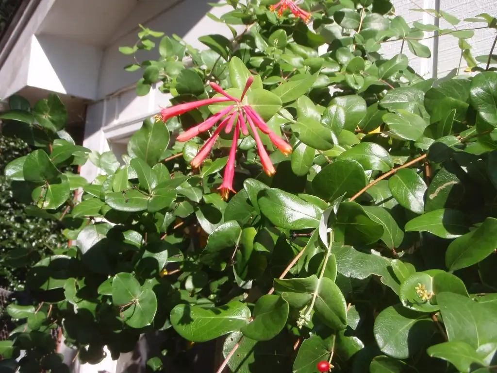 Фото Lonicera x heckrottii - Flower and Leaves:Jim Robbins