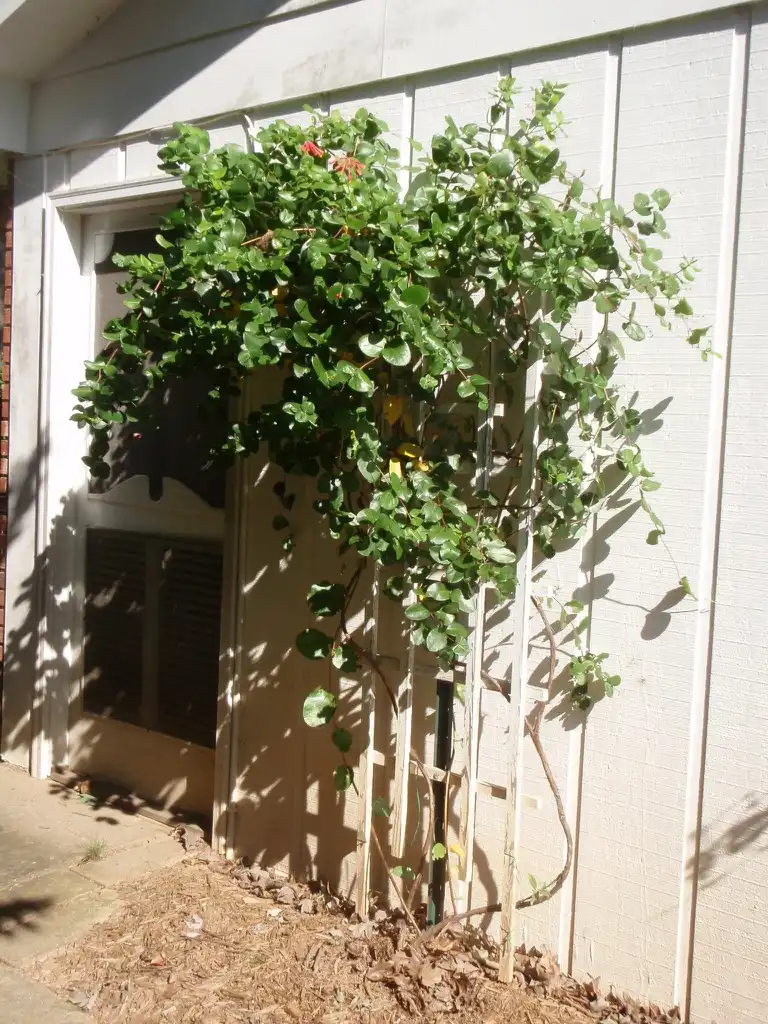 Фото Lonicera x heckrottii - Form:Jim Robbins