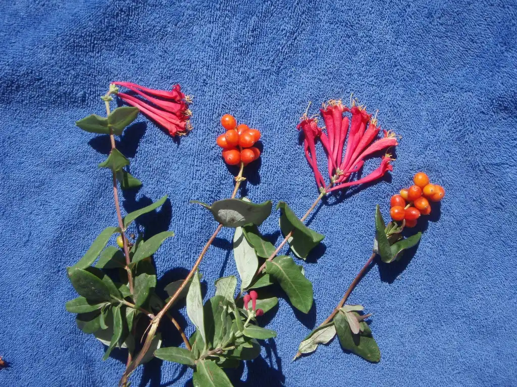 Фото Lonicera x heckrottii - Flower and Fruit Detail:Jim Robbins