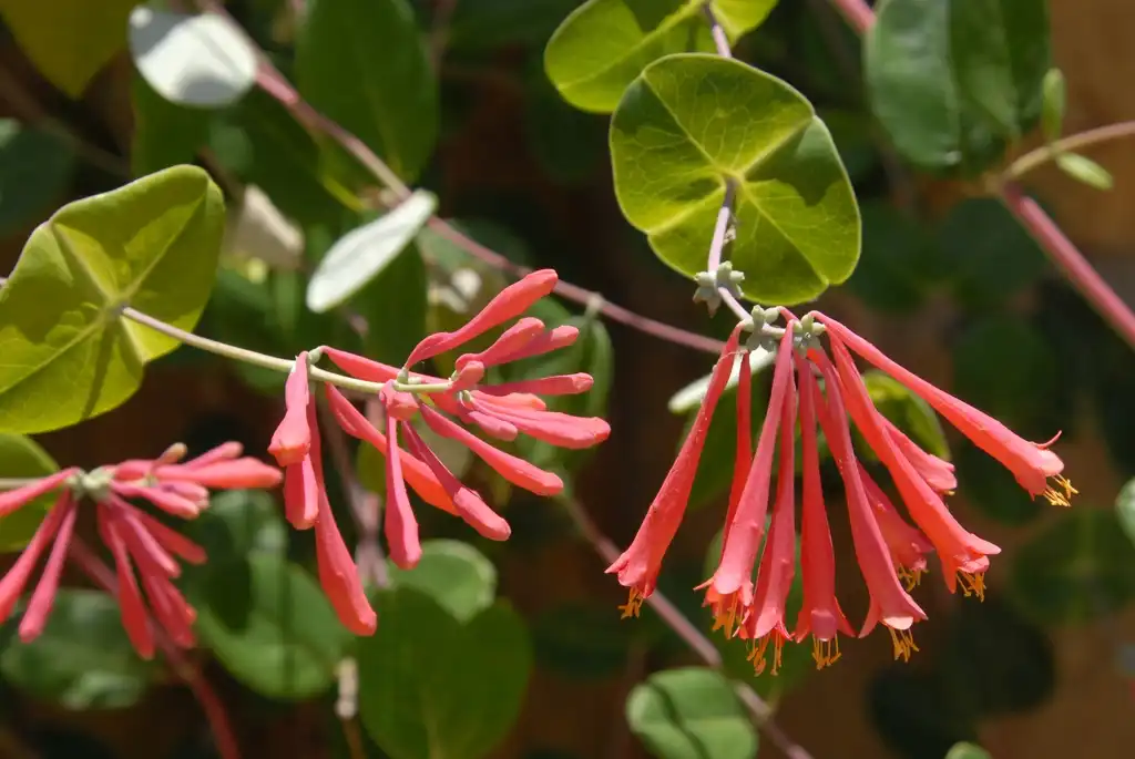 Фото Lonicera x heckrottii - Flower and Leaves:Jim Robbins