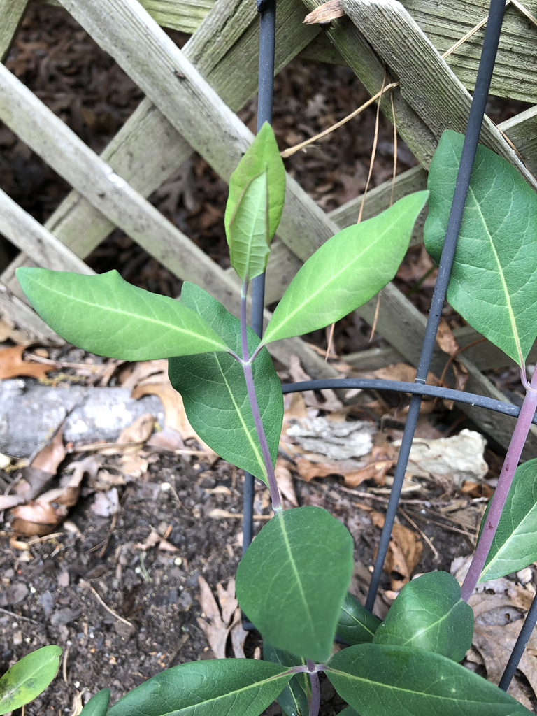 Фото Lonicera x heckrottii - Leaves Close-Up (Durham County,NC)-Spring:Andrea Laine