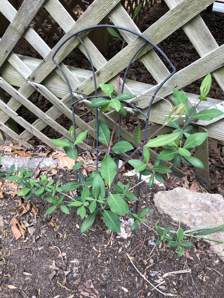 Фото Lonicera x heckrottii - Form (Durham County,NC)-Spring:Andrea Laine