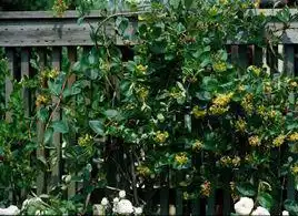Foto de Lonicera x tellmanniana (Lonicera x tellmannianas)