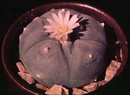 Foto de Lophophora williamsii (Lophophora williamsiis)