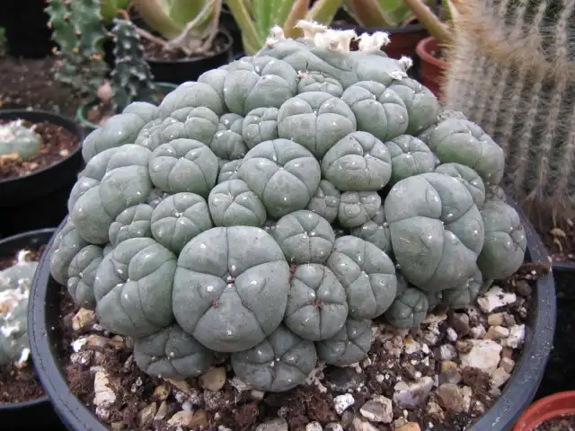 Foto de Lophophora williamsii (Lophophora williamsiis)