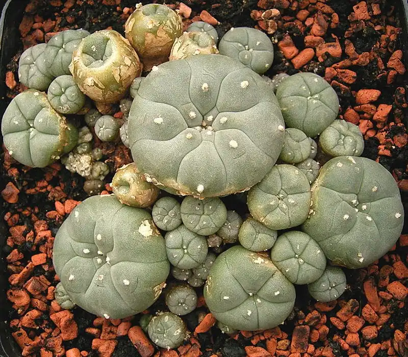 Foto de Lophophora williamsii - Form:Frank Vincentz