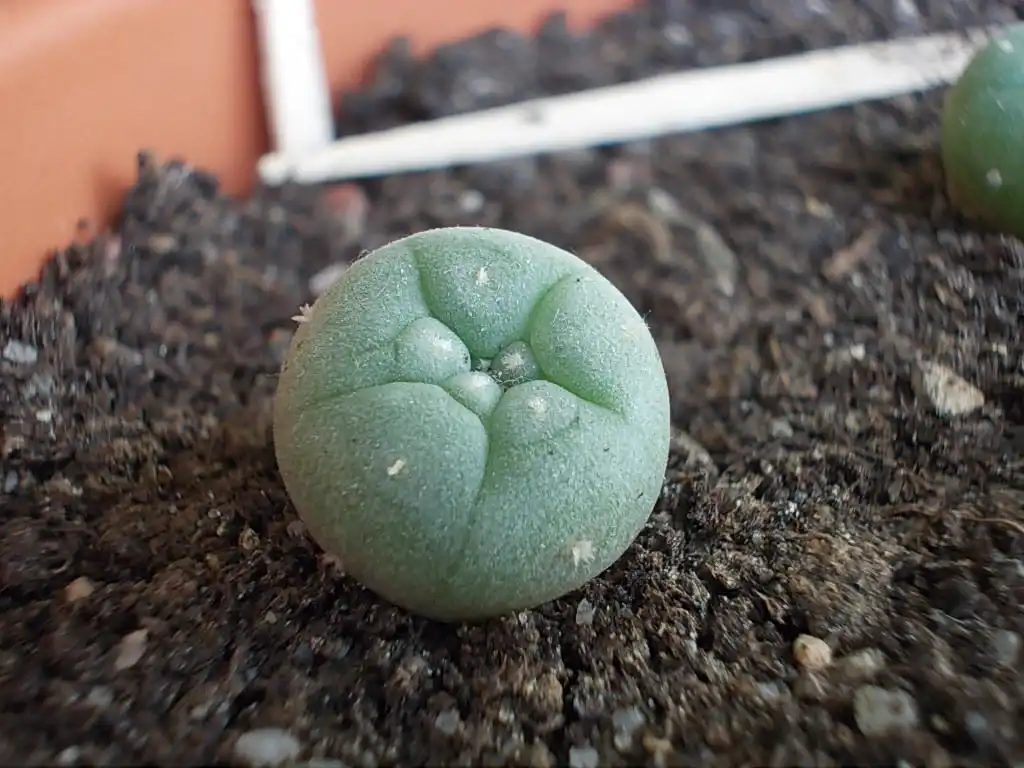 Foto de Lophophora williamsii - Form:ShenHatarNoe