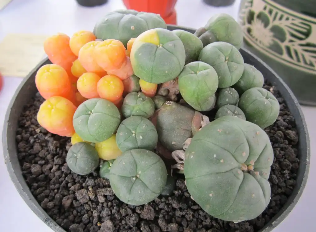 Foto de Lophophora williamsii - Form:22Kartika