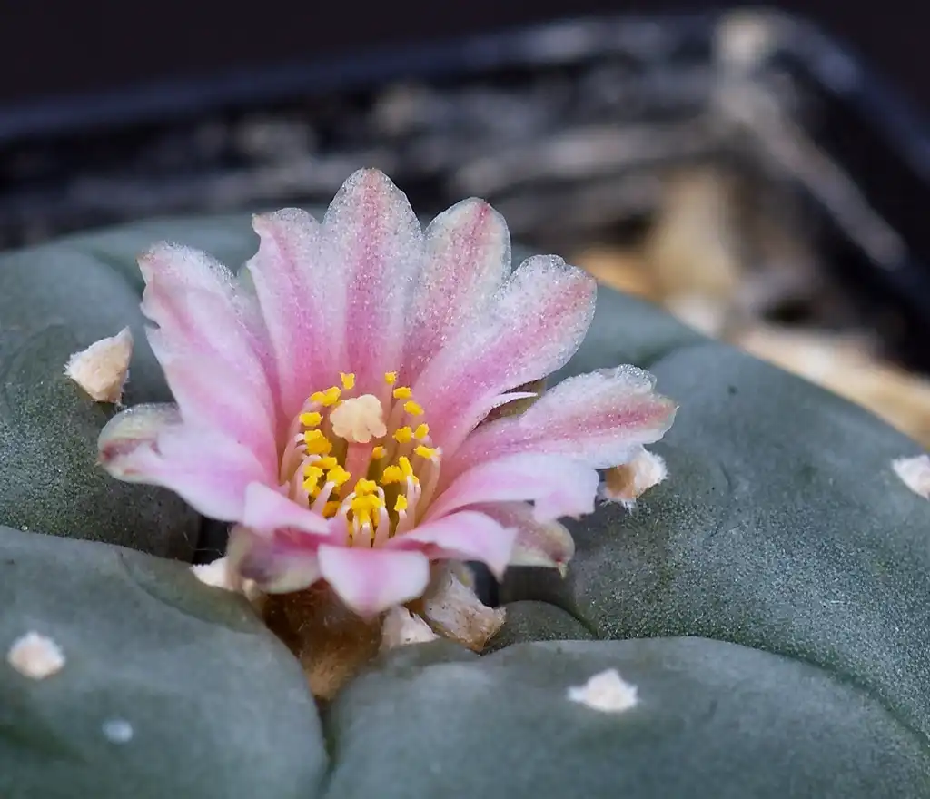 Foto de Lophophora williamsii - Form:Dornenwolf