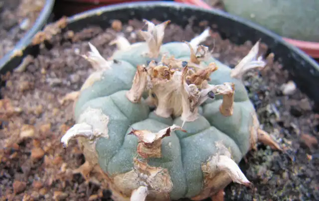Foto de Lophophora williamsii - Form:Leonora (Ellie) Enking