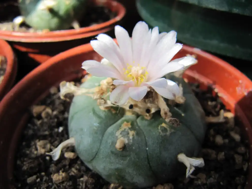 Foto de Lophophora williamsii - Form:Leonora (Ellie) Enking