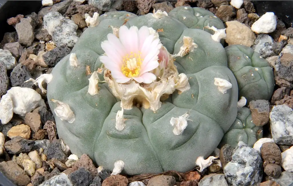 Foto de Lophophora williamsii - Form:Peter A.Mansfeld
