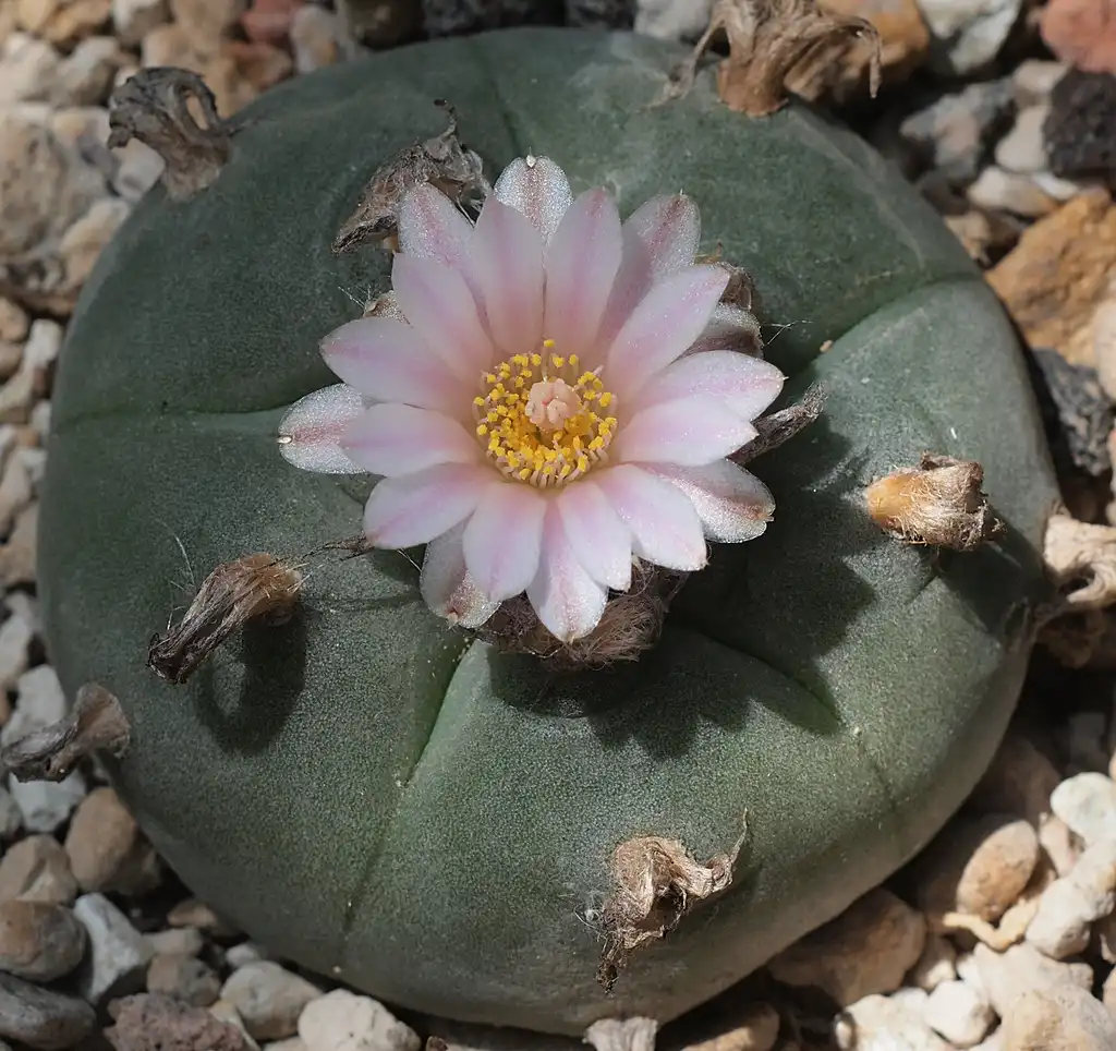 Foto de Lophophora williamsii - Form:Dornenwolf