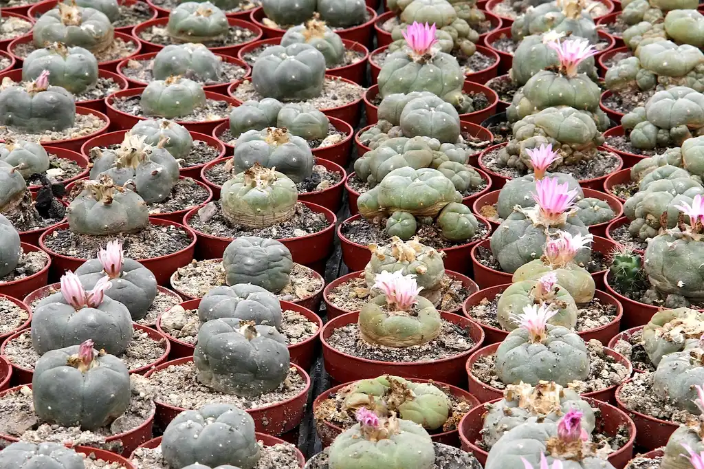 Foto de Lophophora williamsii - Form:Peter A.Mansfeld