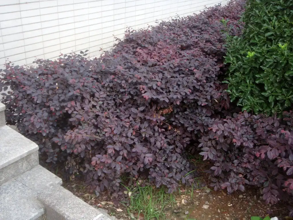 Photo of Loropetalum chinense f. rubrum (Loropetalum chinense f. rubrums)