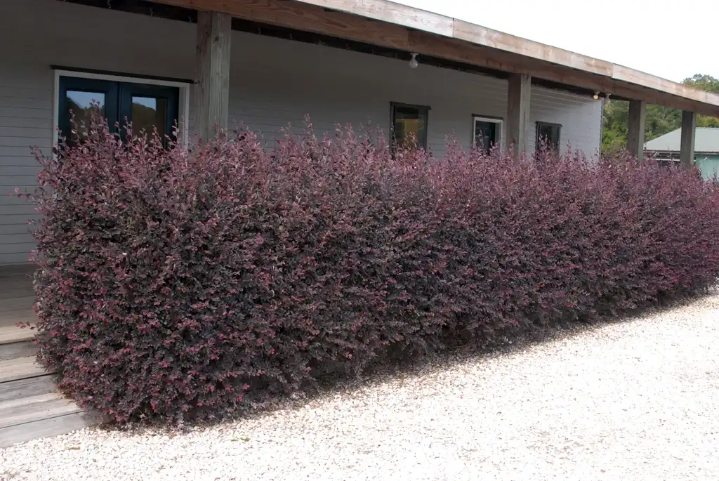 Photo of Loropetalum chinense f. rubrum (Loropetalum chinense f. rubrums)