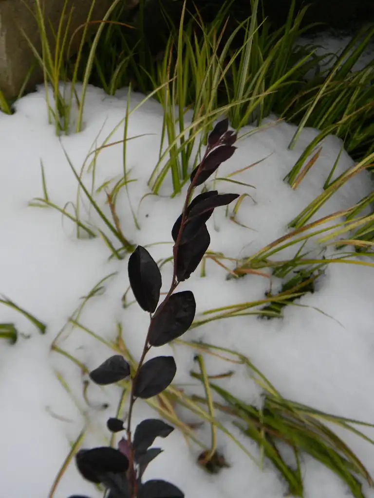 Photo of Loropetalum chinense f. rubrum - Leaves in Snow (Buncombe County,NC)-Winter:Randy Harter