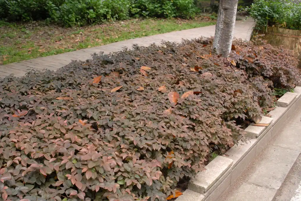 Photo of Loropetalum chinense f. rubrum - Sidewalk plantings:Jim Robbins