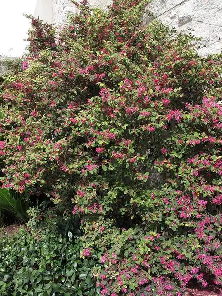 Photo of Loropetalum chinense f. rubrum - 'Razzleberri' form:Scott Zona