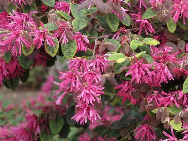 Photo of Loropetalum chinense f. rubrum - 'Razzleberri' flowers:Scott Zona