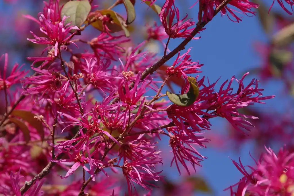 Photo of Loropetalum chinense f. rubrum - 'Blush' Flower:Jim Robbins