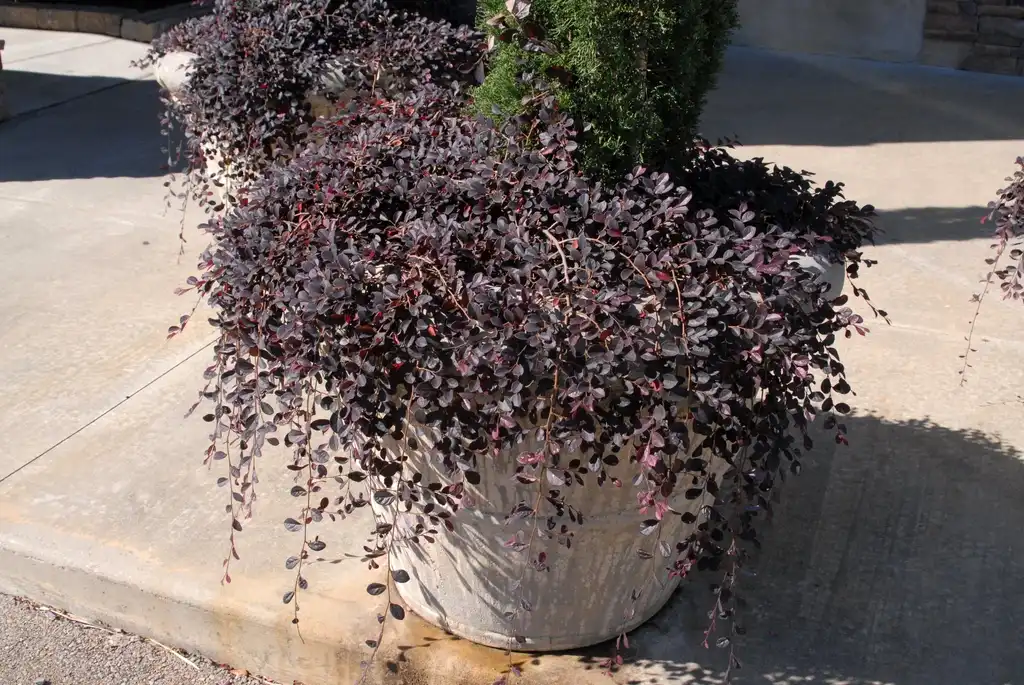 Photo of Loropetalum chinense f. rubrum - 'Purple Pixie' Flower Form:Jim Robbins