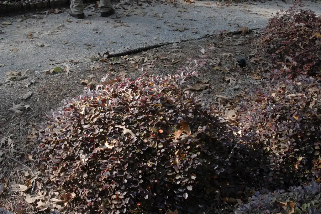 Photo of Loropetalum chinense f. rubrum - 'Purple Pixie' Reversion:Jim Robbins