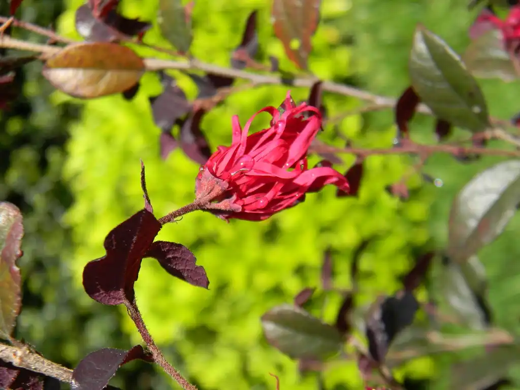 Photo of Loropetalum chinense f. rubrum - Flower (Buncombe County, NC):Randy Harter