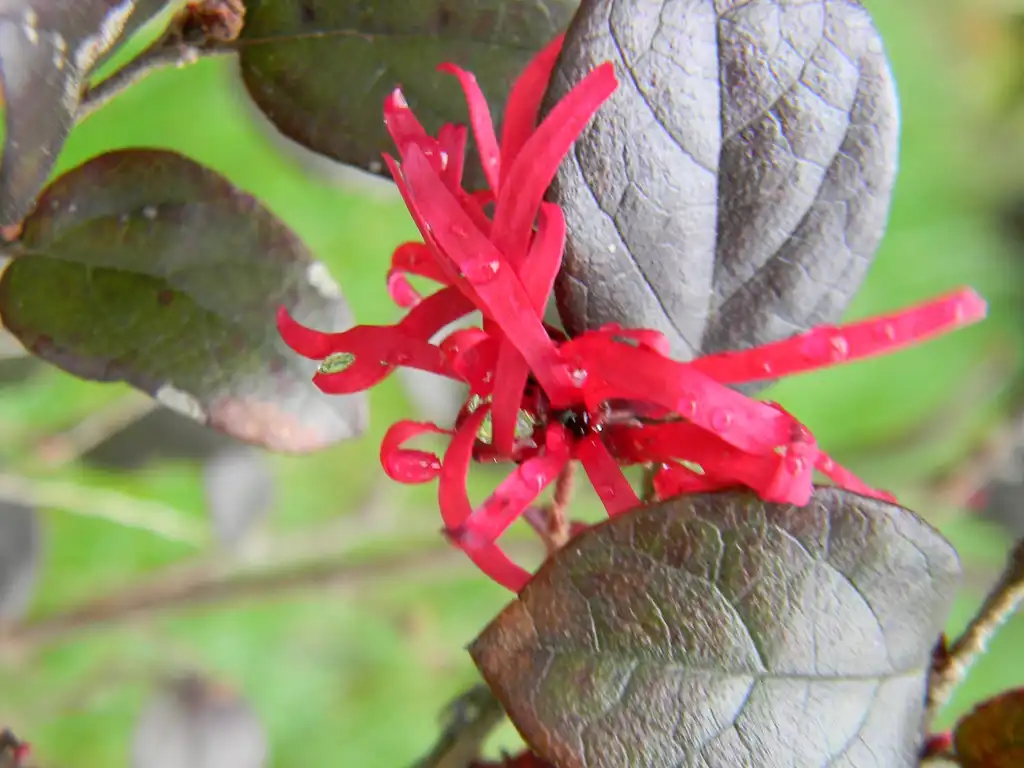 Photo of Loropetalum chinense f. rubrum - Flower and leaves (Buncombe County, NC):Randy Harter