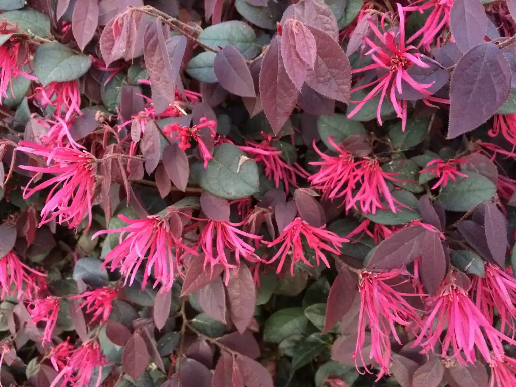 Photo of Loropetalum chinense (Loropetalum chinenses)