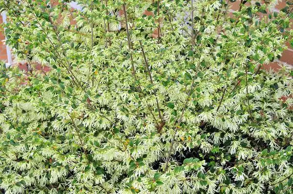 Photo of Loropetalum chinense (Loropetalum chinenses)