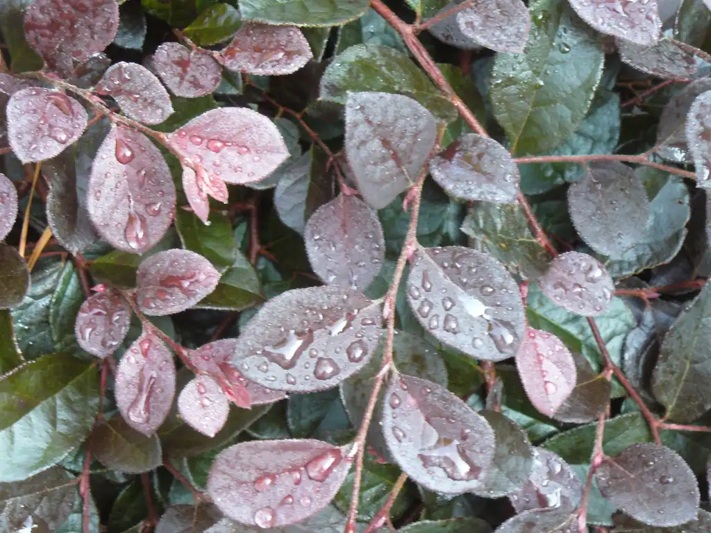 Photo of Loropetalum chinense - 'Purple Pixie' in summer in Moore County:Susan Strine