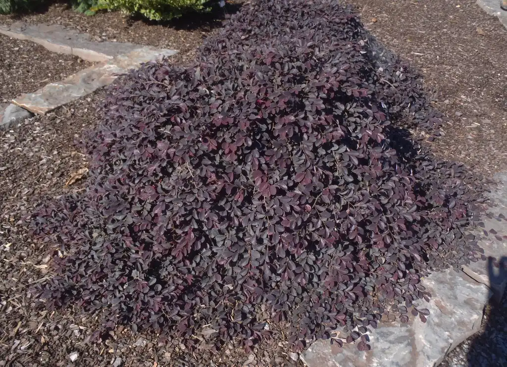 Photo of Loropetalum chinense - 'Purple Pixie' Form:Jim Robbins