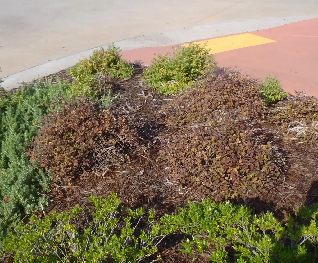 Photo of Loropetalum chinense - 'Purple Pixie Sunfade' Form:Jim Robbins