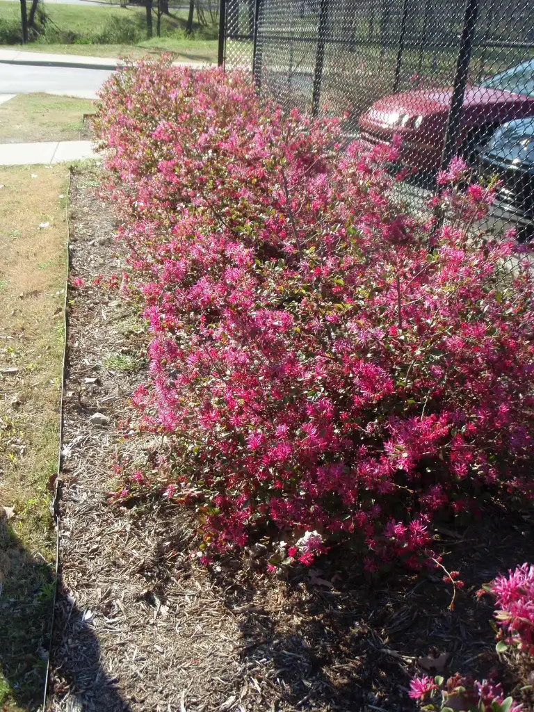 Photo of Loropetalum chinense - 'Blush' Flower Form:Jim Robbins