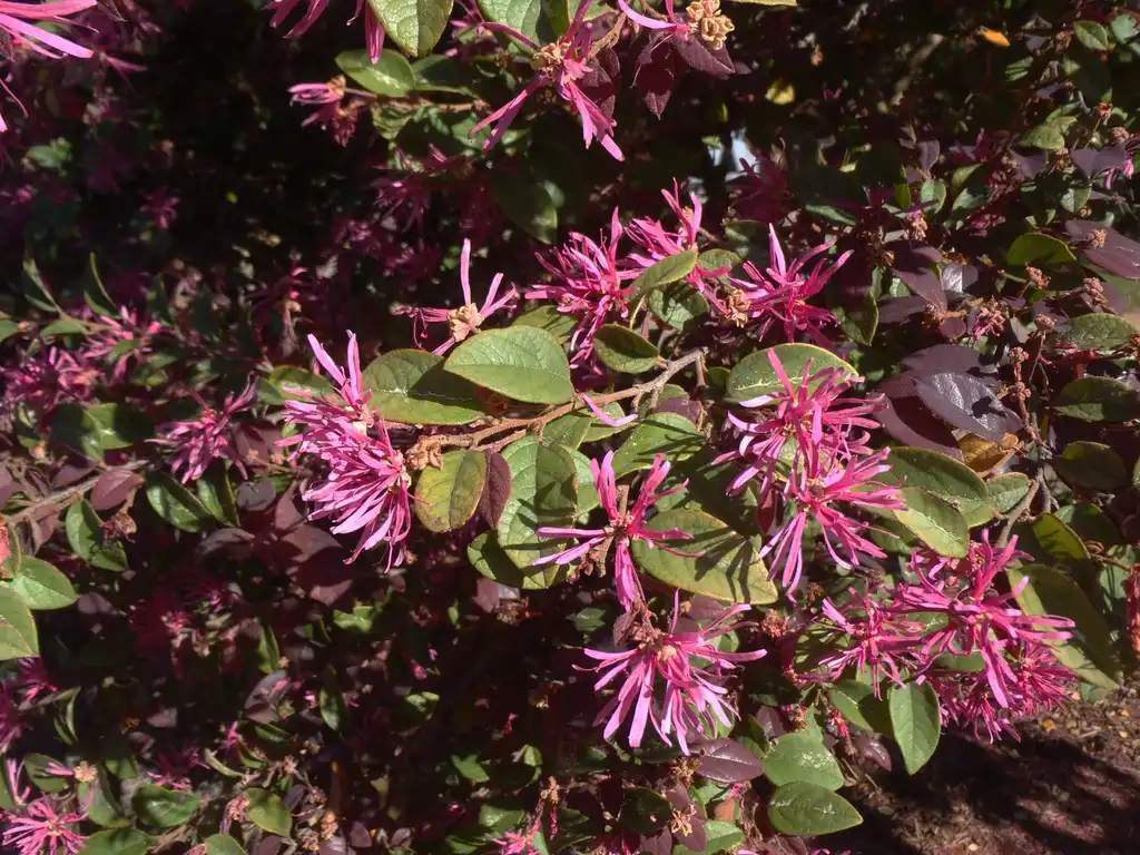 Photo of Loropetalum chinense - 'Blush' Flower and Leaves:Jim Robbins