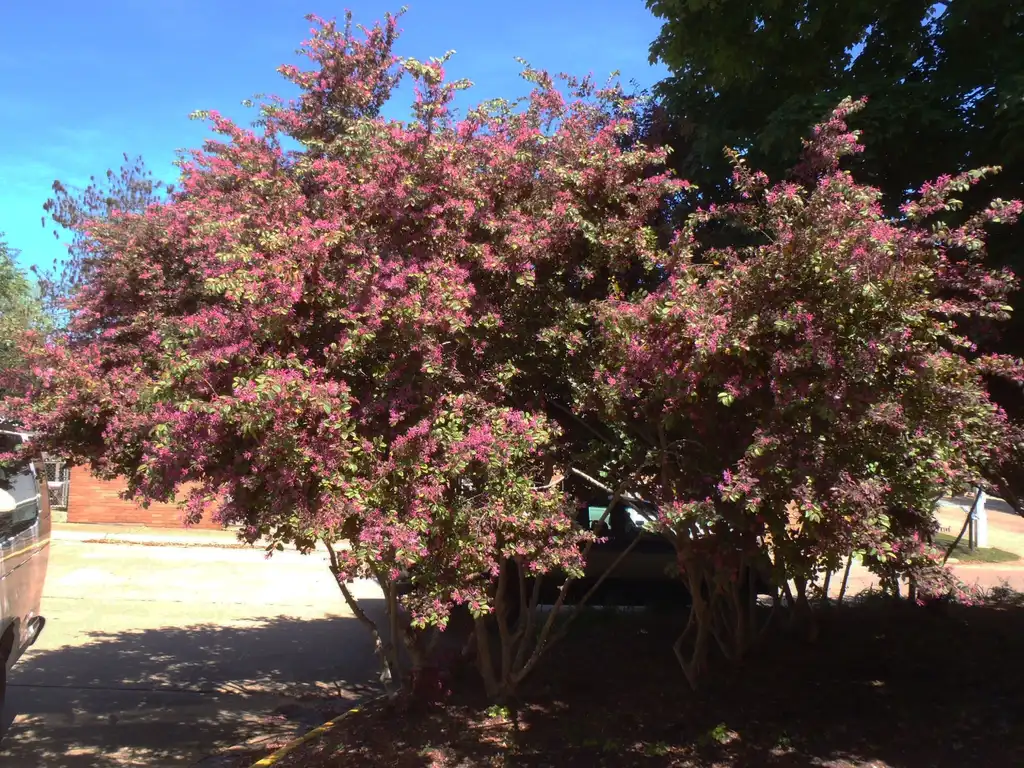 Photo of Loropetalum chinense - 'Blush' Growth Habit:Jim Robbins