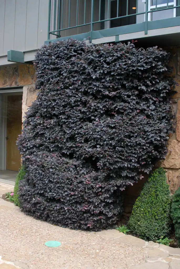 Photo of Loropetalum chinense - 'Burgundy Blast espalier' Form:Jim Robbins