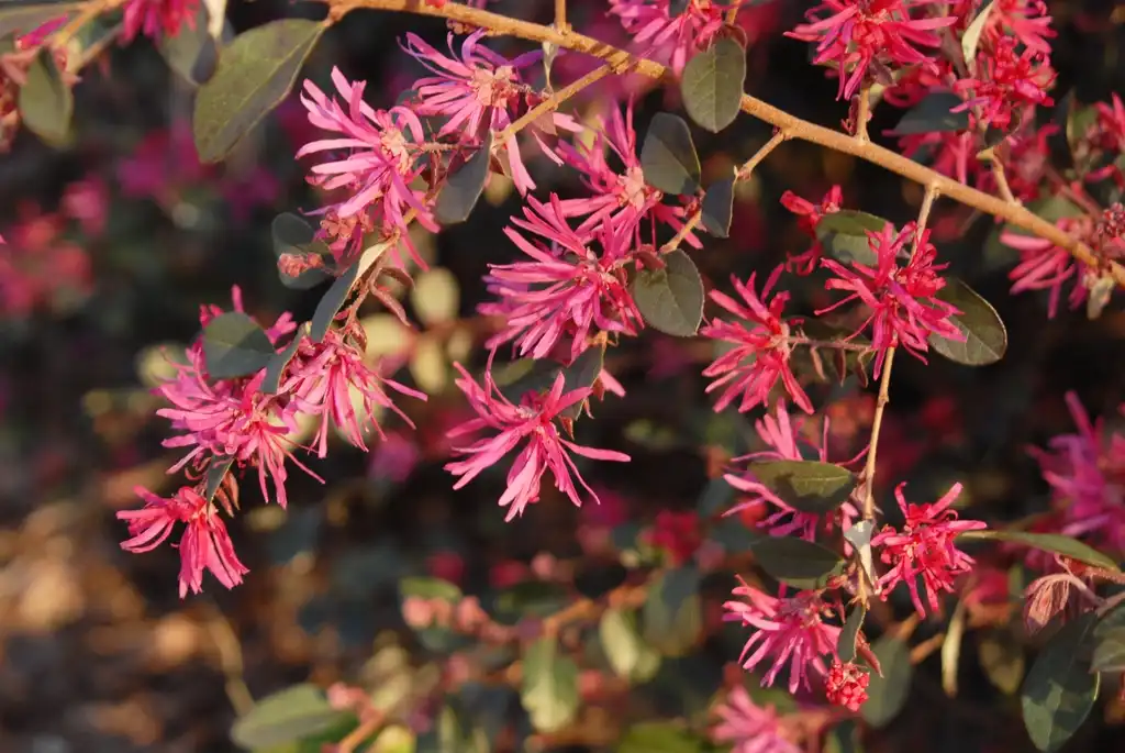 Photo of Loropetalum chinense - 'Plum Delight' Flower:Jim Robbins