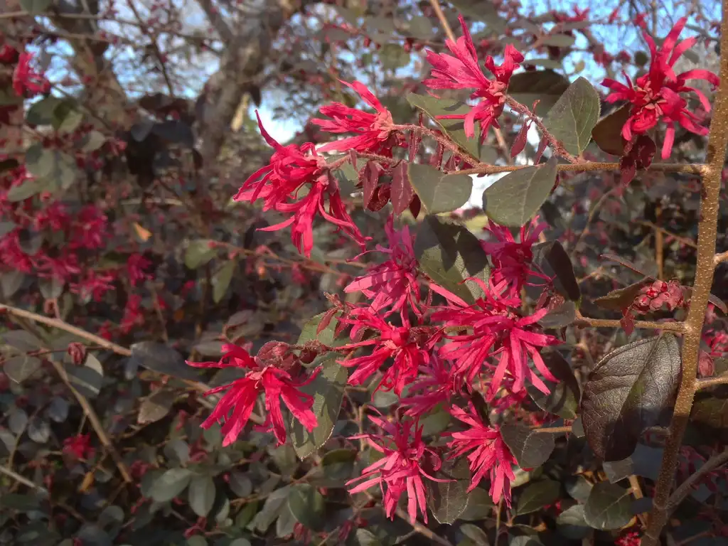 Photo of Loropetalum chinense - 'Plum Delight' Flower and Leaves:Jim Robbins