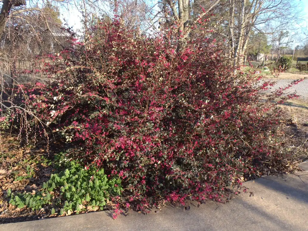 Photo of Loropetalum chinense - 'Plum Delight' Flower Form:Jim Robbins
