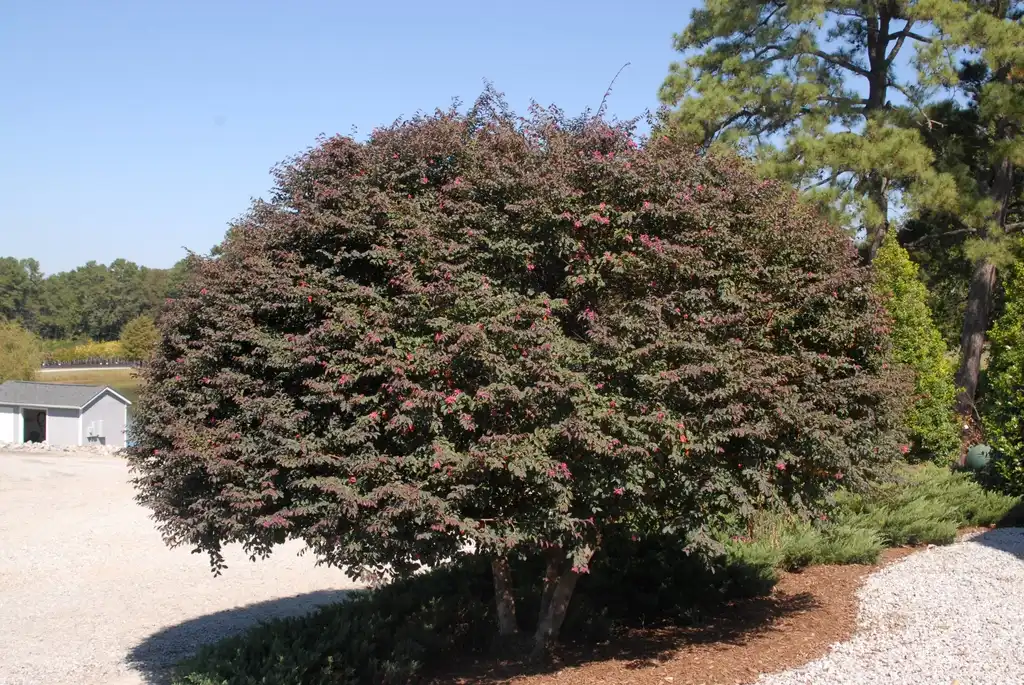 Photo of Loropetalum chinense - 'Zhuzhou Fuschia' Form:Jim Robbins