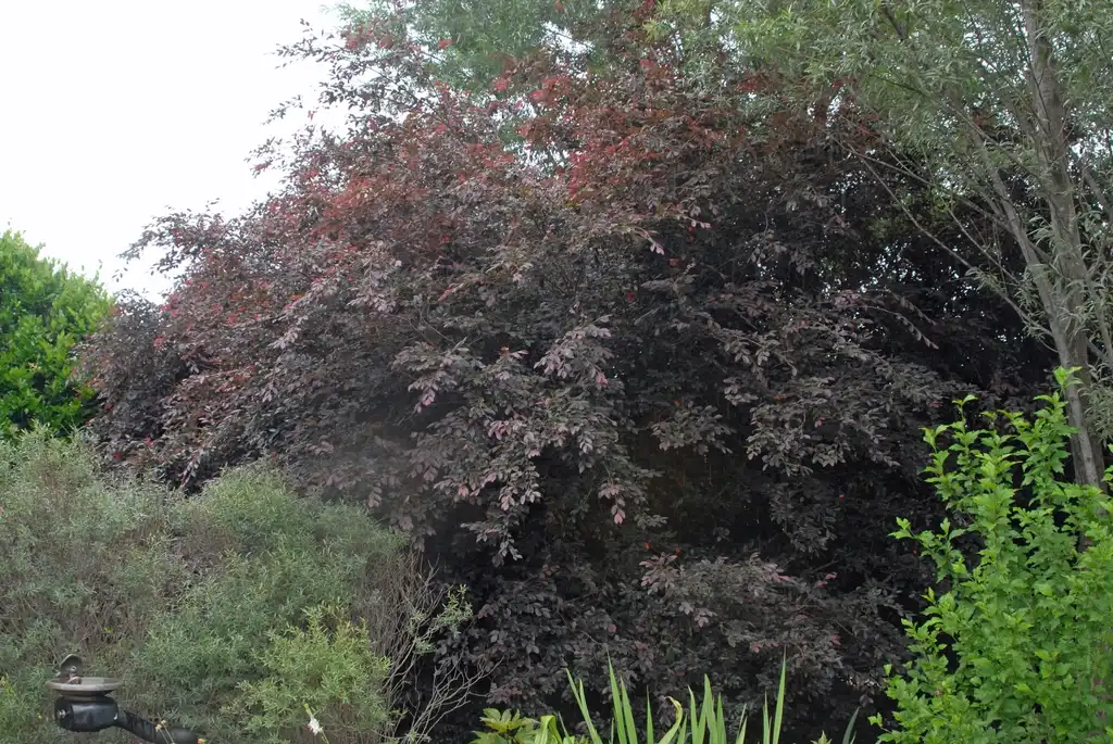 Photo of Loropetalum chinense - 'Zhuzhou Fuschia' Form (Stowe,NC):Jim Robbins