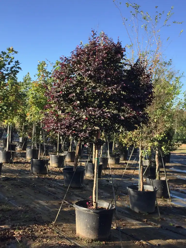 Photo of Loropetalum chinense - 'Zhuzhou Fuchsia' tree form:Jim Robbins