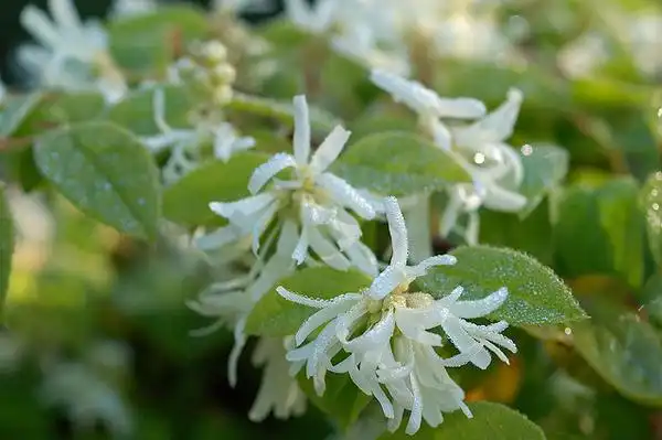 Photo of Loropetalum chinense - Flowers:Eric Hunt