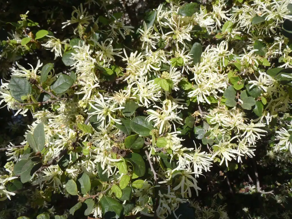 Photo of Loropetalum chinense - Flower and Leaves:Jim Robbins